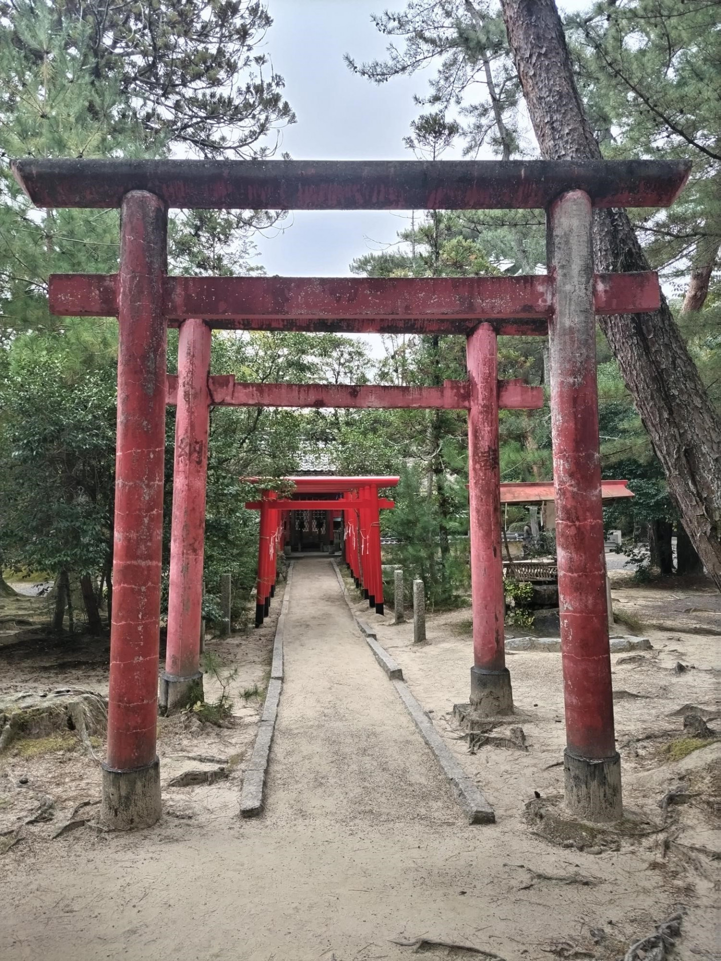ディア (16)
